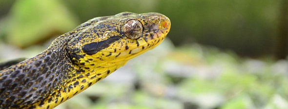 Amazing colors and eyes on the Boiga cynodon - yes?