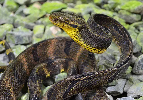 I've hand-held the dog-toothed cat snakes before and no problem... but this one struck at me repeatedly.