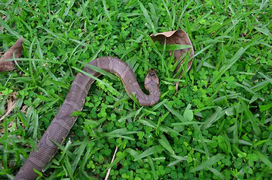 A bitey puff-faced watersnake (Homalopsis buccata).