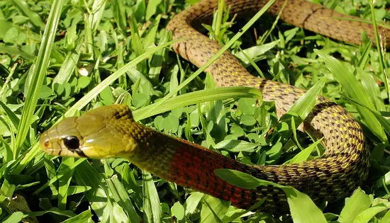 Red Necked Keelbacks are now considered quite dangerous and potentially deadly.