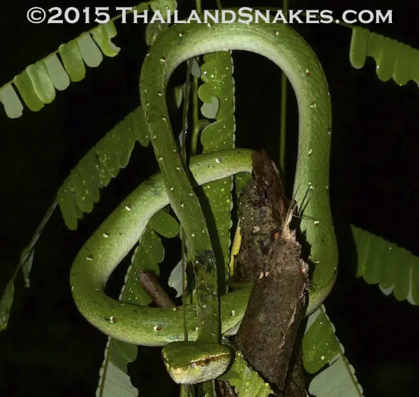 This is the male specimen of the species, Tropidolaemus wagleri. The female and male are markedly different in appearance of body, pattern, thickness, and coloration.