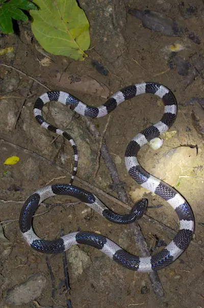 Malayan Krait (Bungarus candidus) Bungarus candidus. Malayan krait, Blue krait.