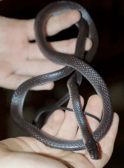 Dusky Wolf Snake - Lepturophis albofuscus. Lepturophis albofuscus.