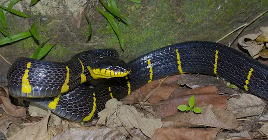 Mangrove Cat Snake - Defensive Posture Boiga dendrophila. Mangrove cat-eyed snake.