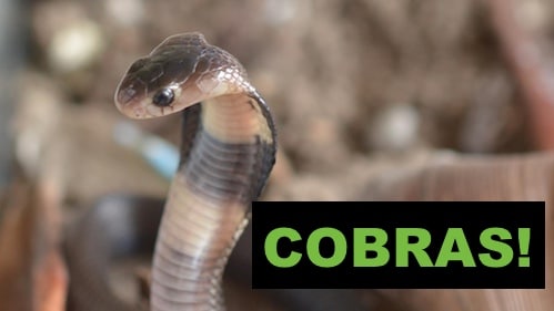 Where does the king cobra live?