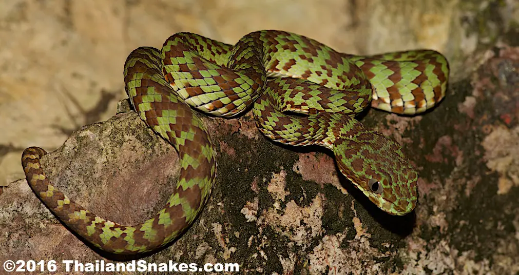 Brown Spotted Green Pit Viper Venomous And Dangerous Thailand Snakes