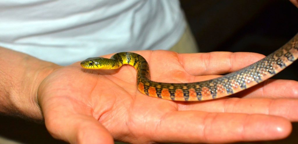 Thailand Snakes Gallery #1 | ThailandSnakes yard king wire diagram 