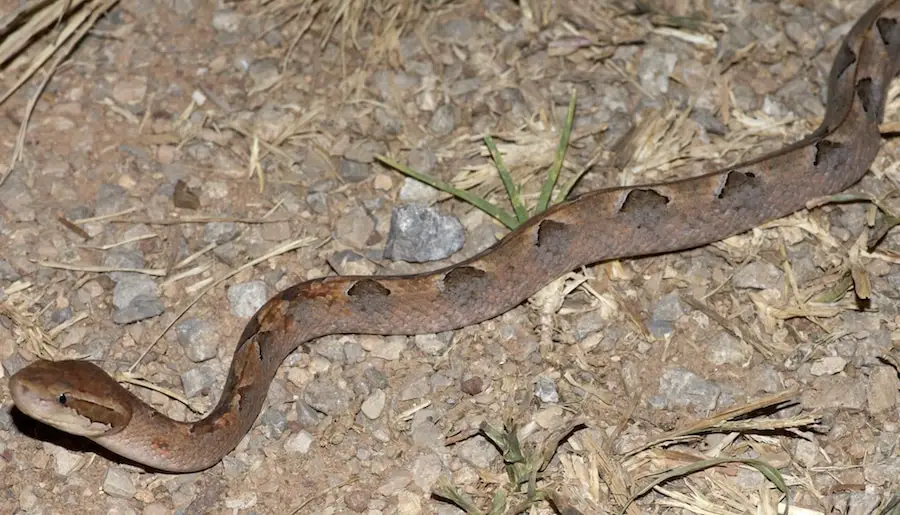 malayan-pit-viper