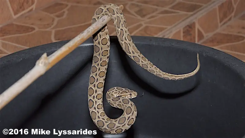 Russel's viper found in Sa Kaeo province near the Thailand border with Cambodia.