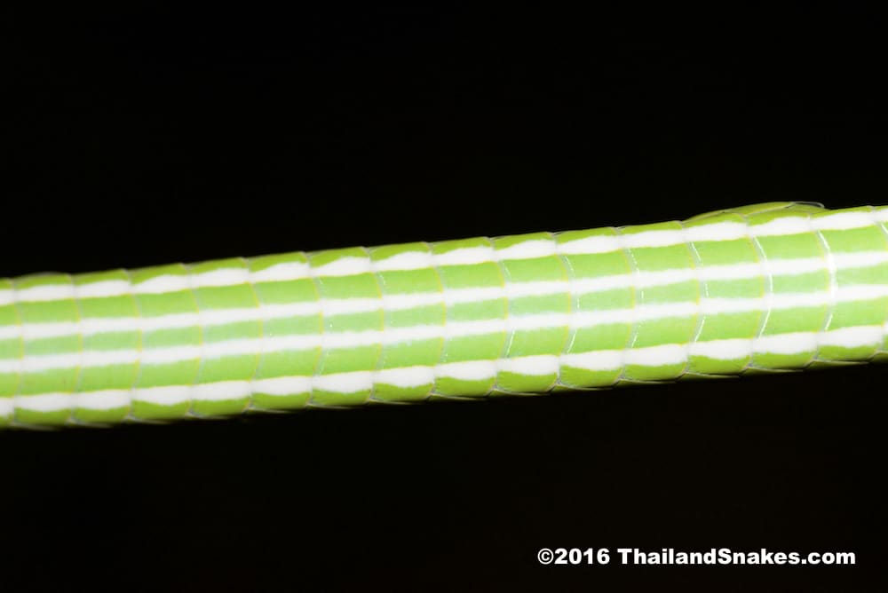 Oriental Whip Snake with Striped Venter!