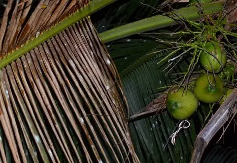 Oriental Whip Snake sleeping on palm tree branch.