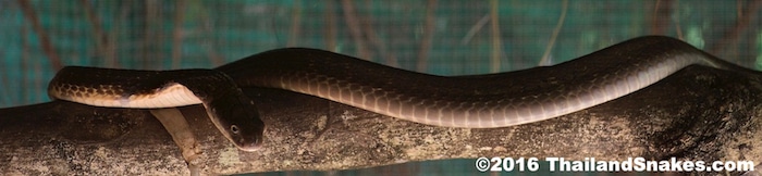 King Cobra Resting - Thailand An adult king cobra (Ophiophagus hannah) in southern Thailand, resting on a branch.