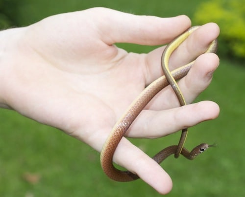 Herper with snake found in Thailand rainforest.