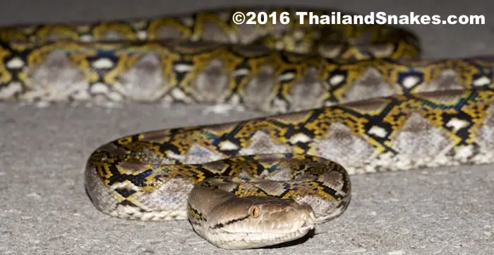 An adult Reticulated Python around 3-4 meters long (over 12 feet) - it can continue to grow to more than 8-9 meters long.