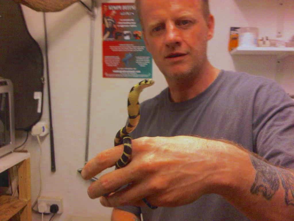 Free handling king cobra by expert snake handler.