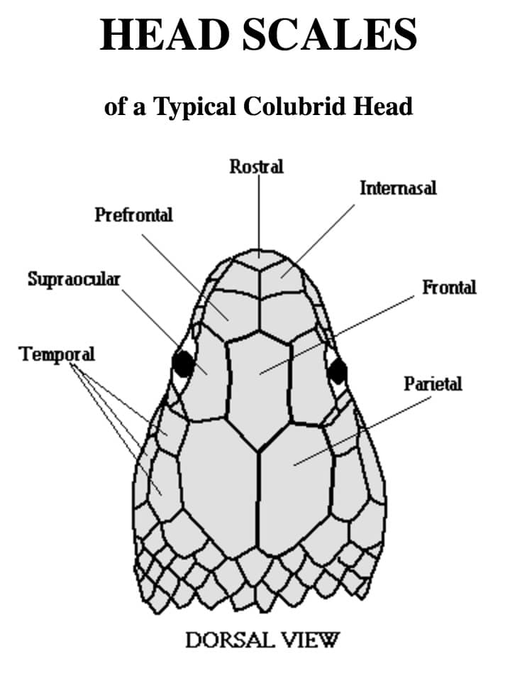 Scale Counts ThailandSnakes