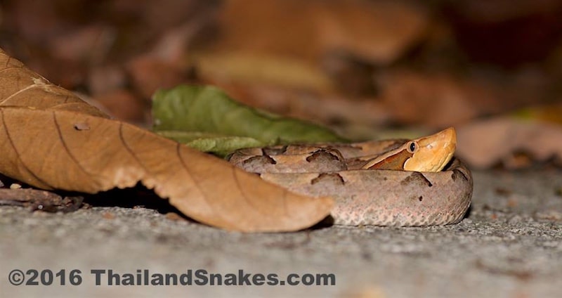 Malayan Pit Viper - R. calloselasma Malayan pit viper snake on ground waiting for rodents.