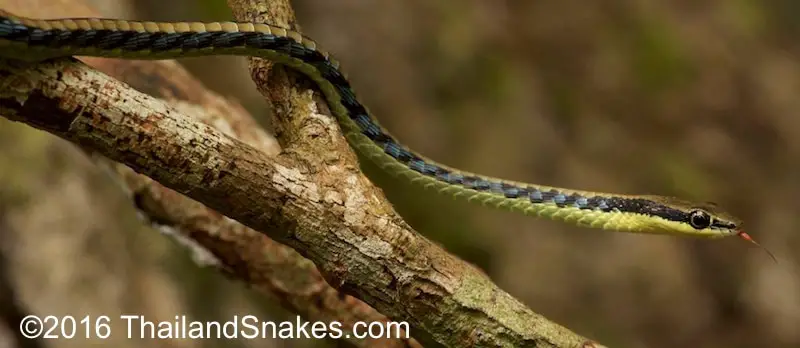 Wall's Bronzeback Snake in Southern Thailand. Bronzeback snake in tree.