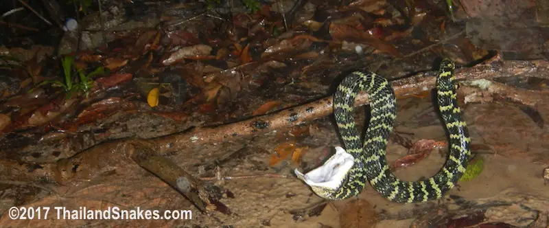 Wagler's Pit Viper in Rain Wagler's Pit Viper (T. wagleri) found while herping in rain.