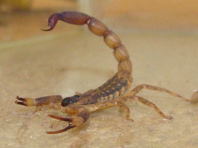 https://www.thailandsnakes.com/wp-content/uploads/2017/03/scorpion-2o.jpg