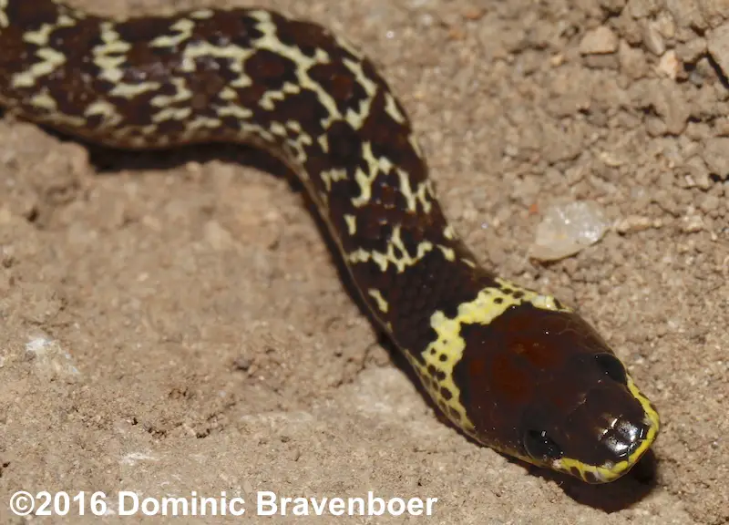 Common Wolf Snake close up from Thailand. Head and neck pattern - Lycodon capucinus.