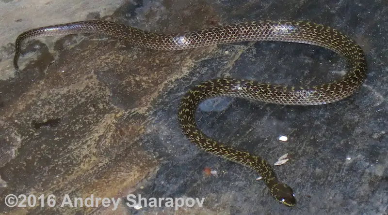 Common Wolf Snake - Lycodon capucinus - on porch on Koh Samui Island, Thailand.