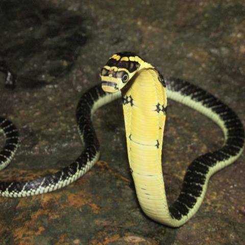What Snake Kills You The Fastest This One Thailand Snakes