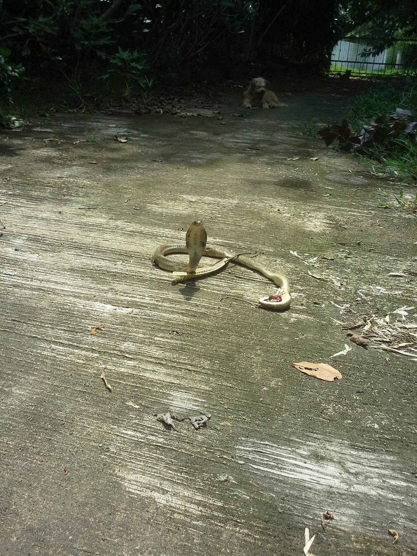 Cobra in Sisaket, Thailand.