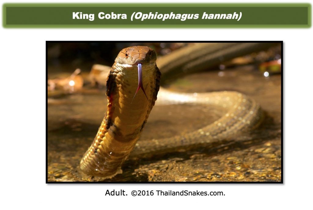 Cobra Interesting Markings