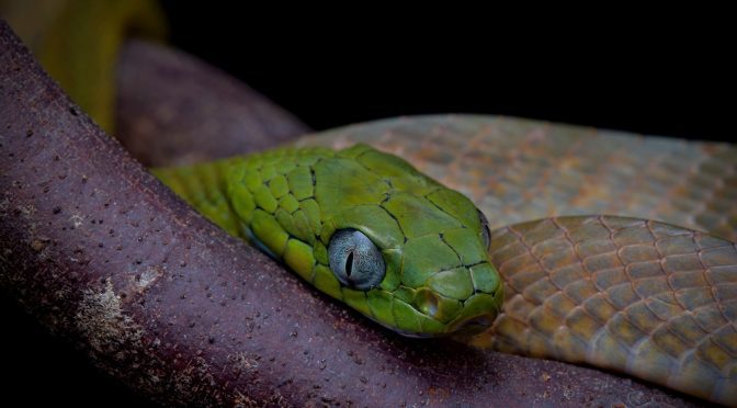 Green Cat Snake – Mildly Venomous and Not Dangerous | Thailand Snakes