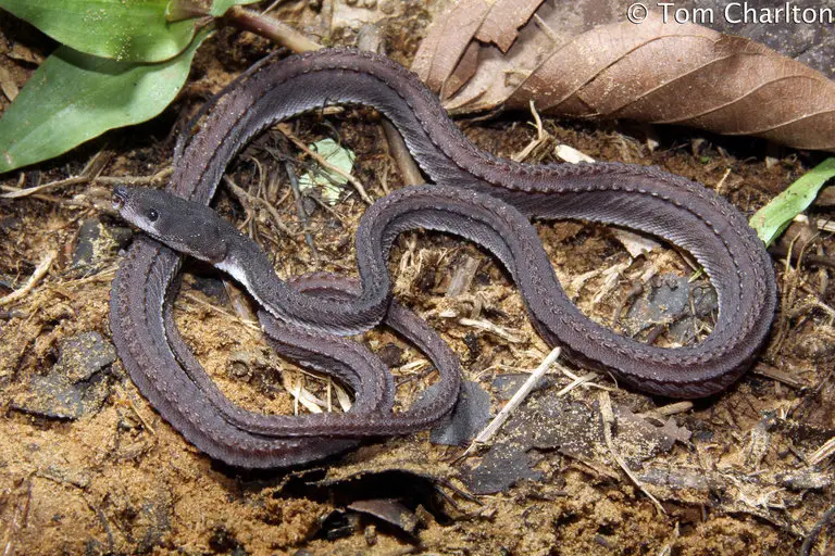 Dragon snake (Xenodermus javanicus) in situ photograph by herpetologist, Tom Charlton while in Borneo.